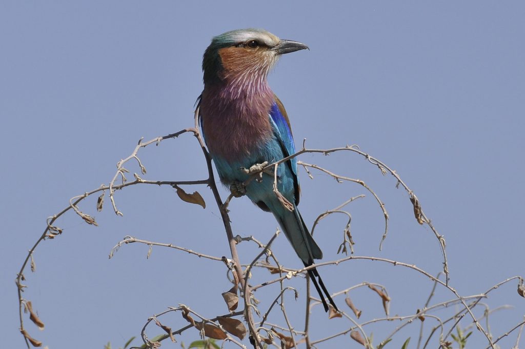 forked-roller-botswana-tour-southern-african-tours