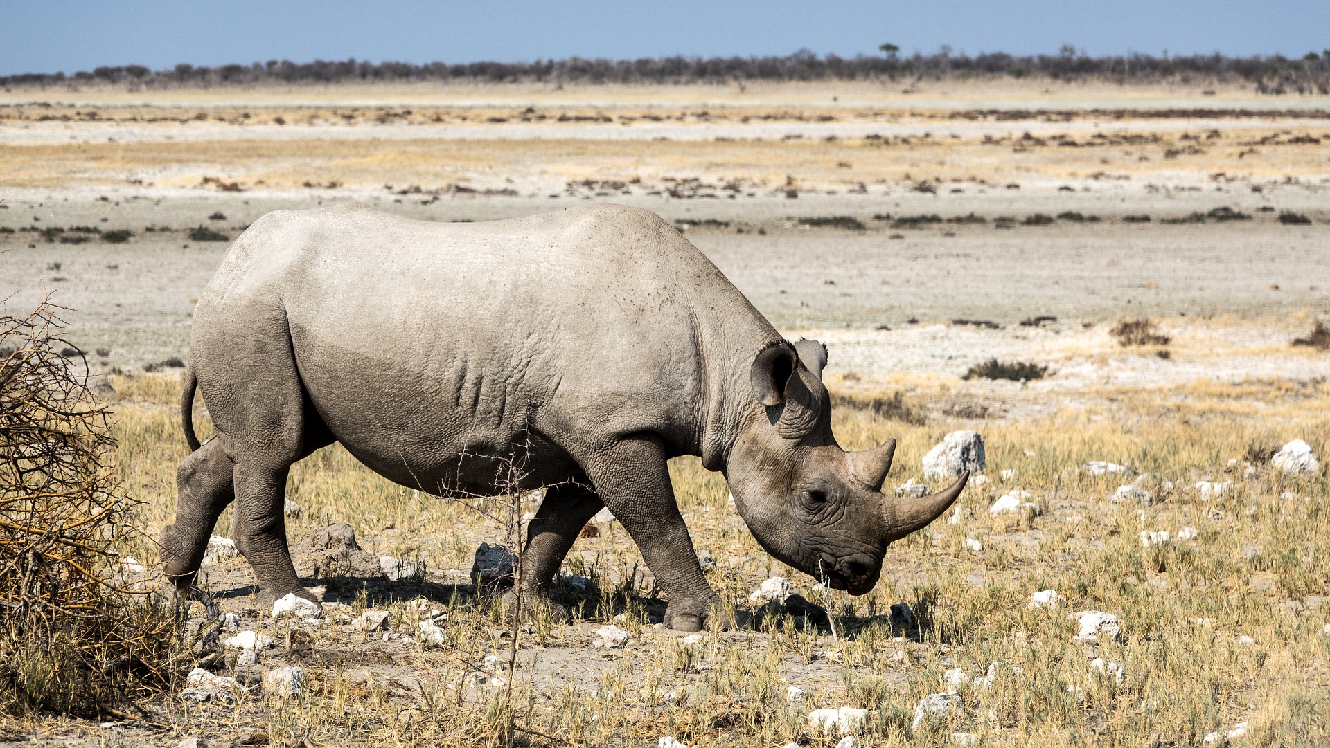 Rhinos in Botswana