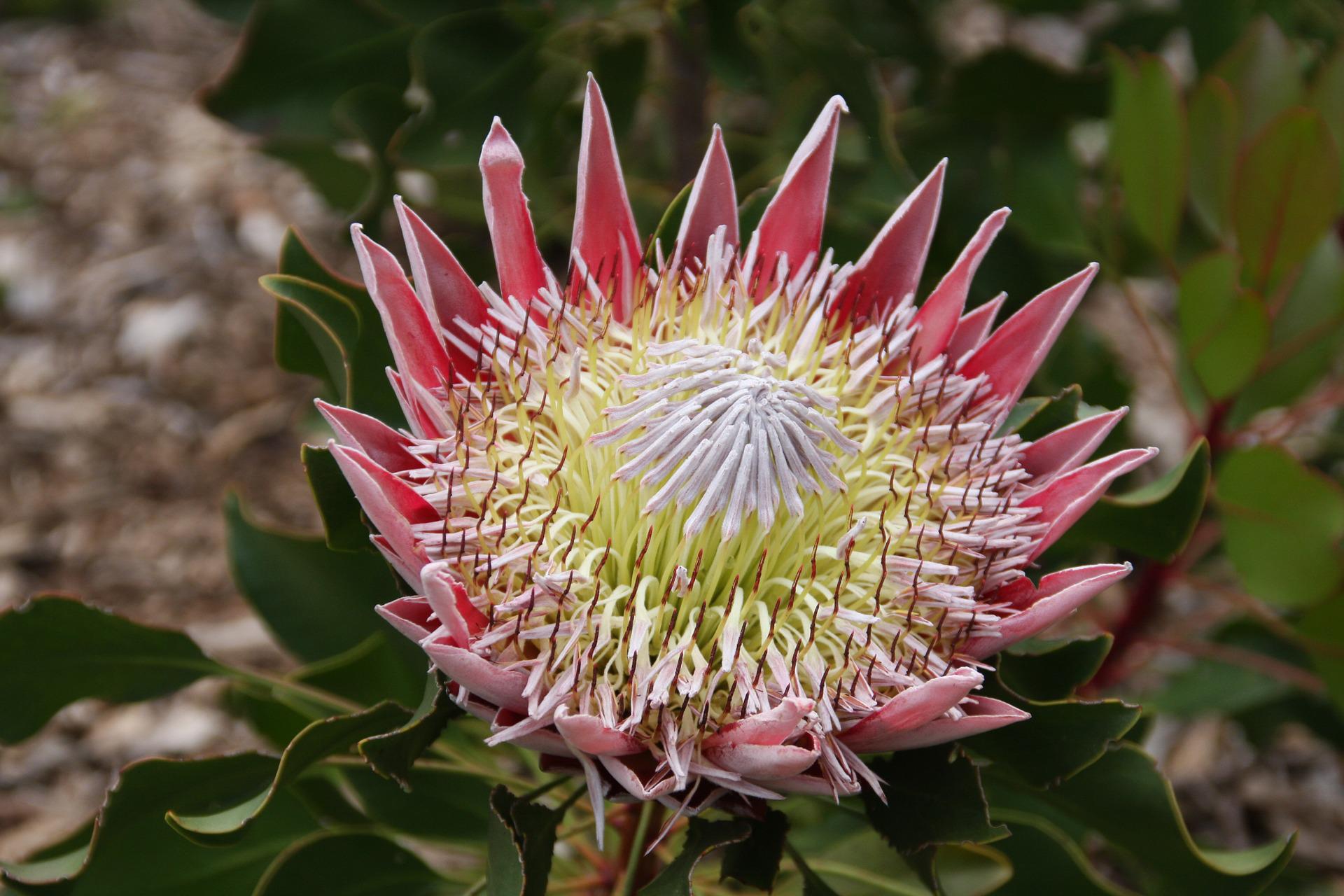 King Protea - Southern African Tours