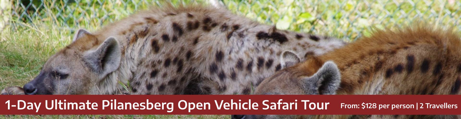 1-Day Ultimate Pilanesberg Open Vehicle Safari Tour