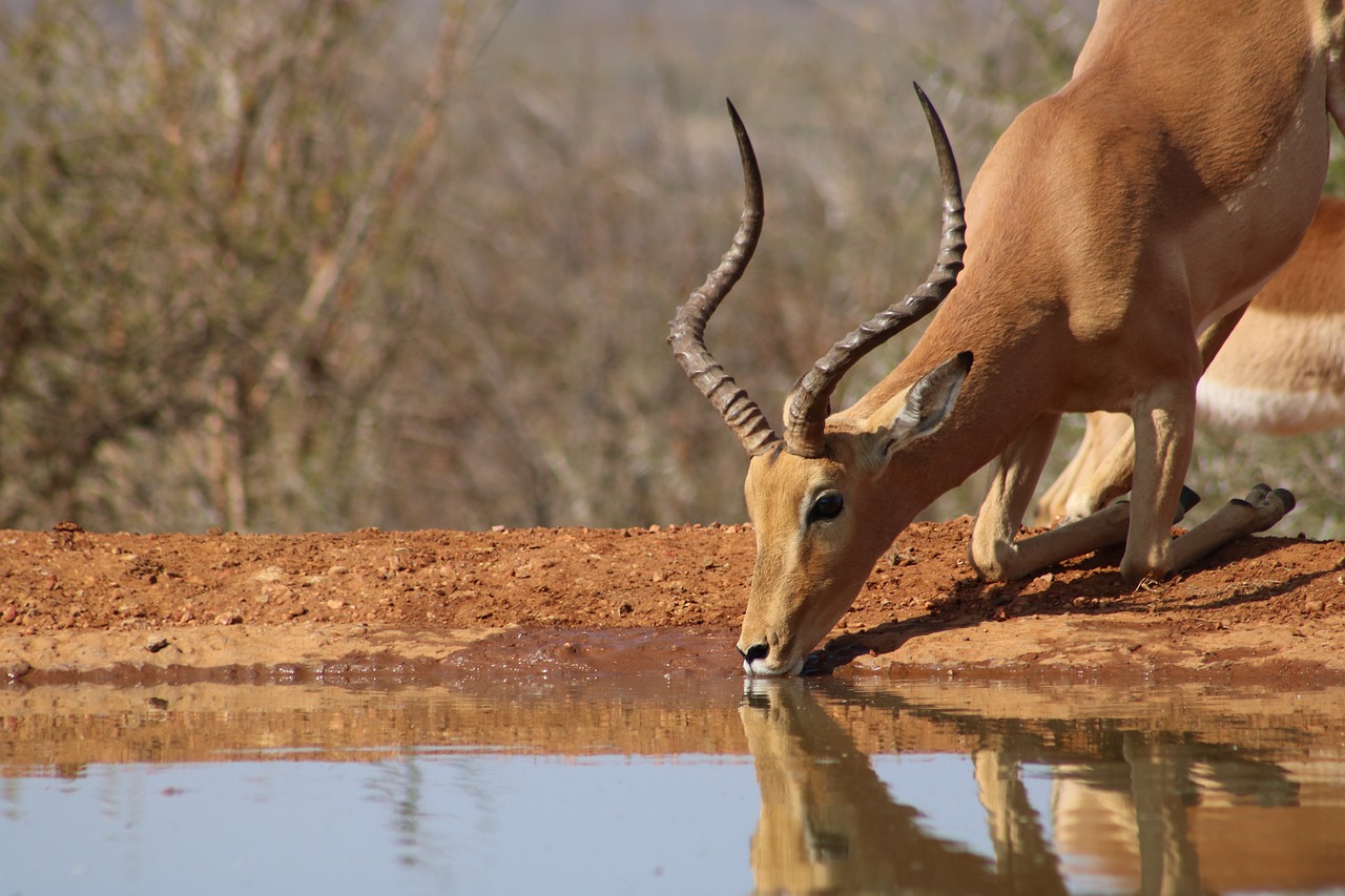Impala - Game Reserve - South Africa