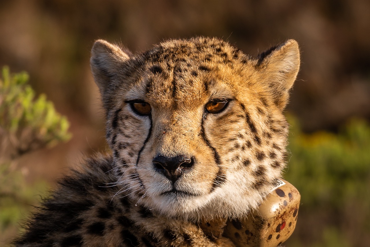 Cheetah - Kruger National Park - South Africa